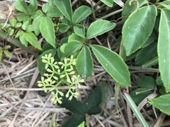 Causonis corniculata