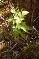 Rubus hawaiensis