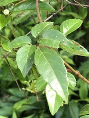 Causonis corniculata