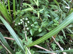 Causonis corniculata