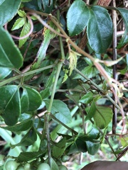 Causonis corniculata