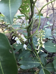 Derris trifoliata