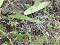Smilax glabra