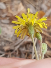 Crepis bursifolia image