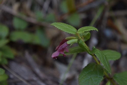 Stenogyne sessilis