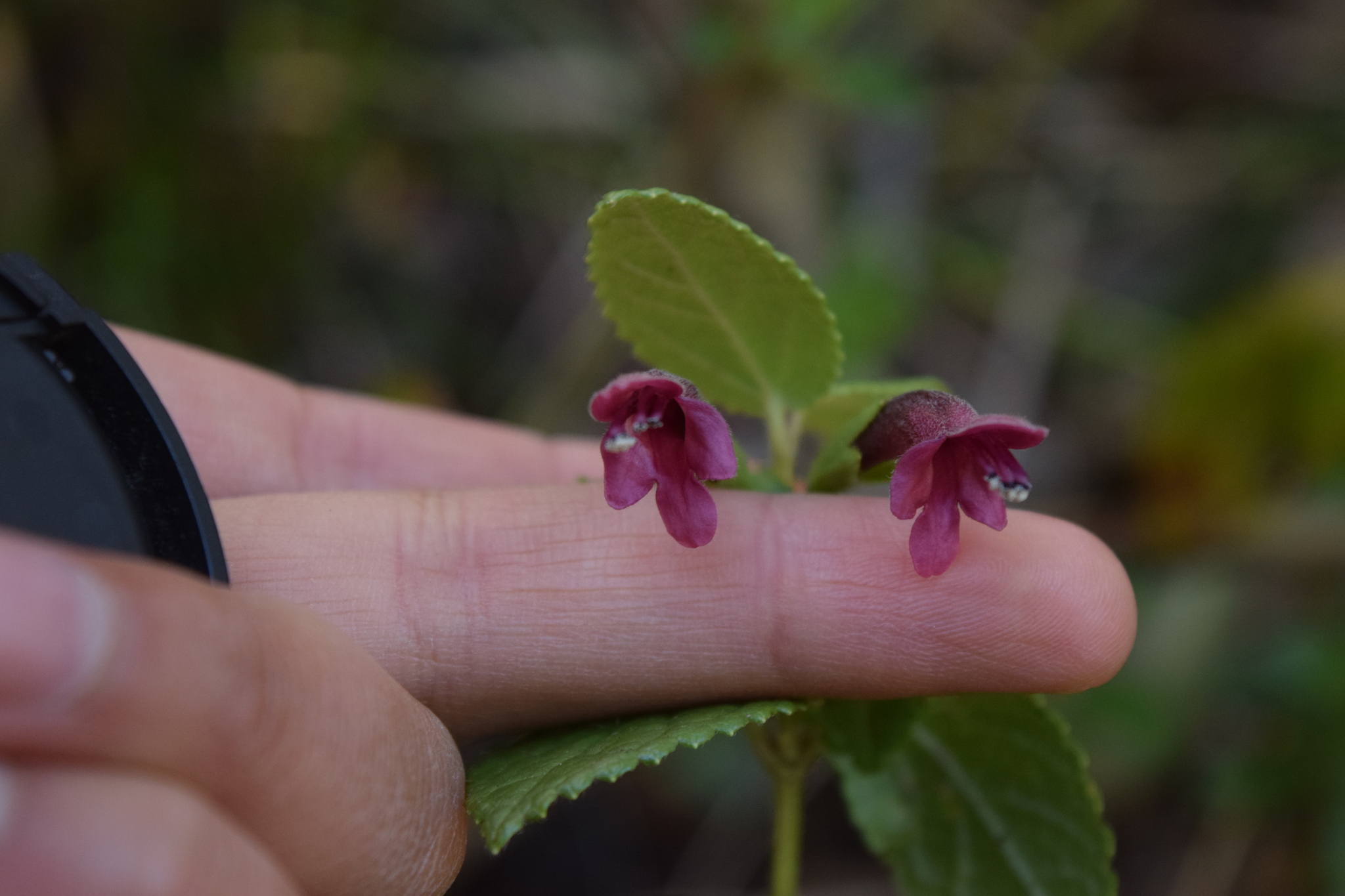 Stenogyne sessilis