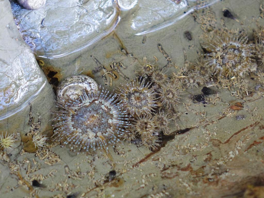 Small Brown Sea Anemone