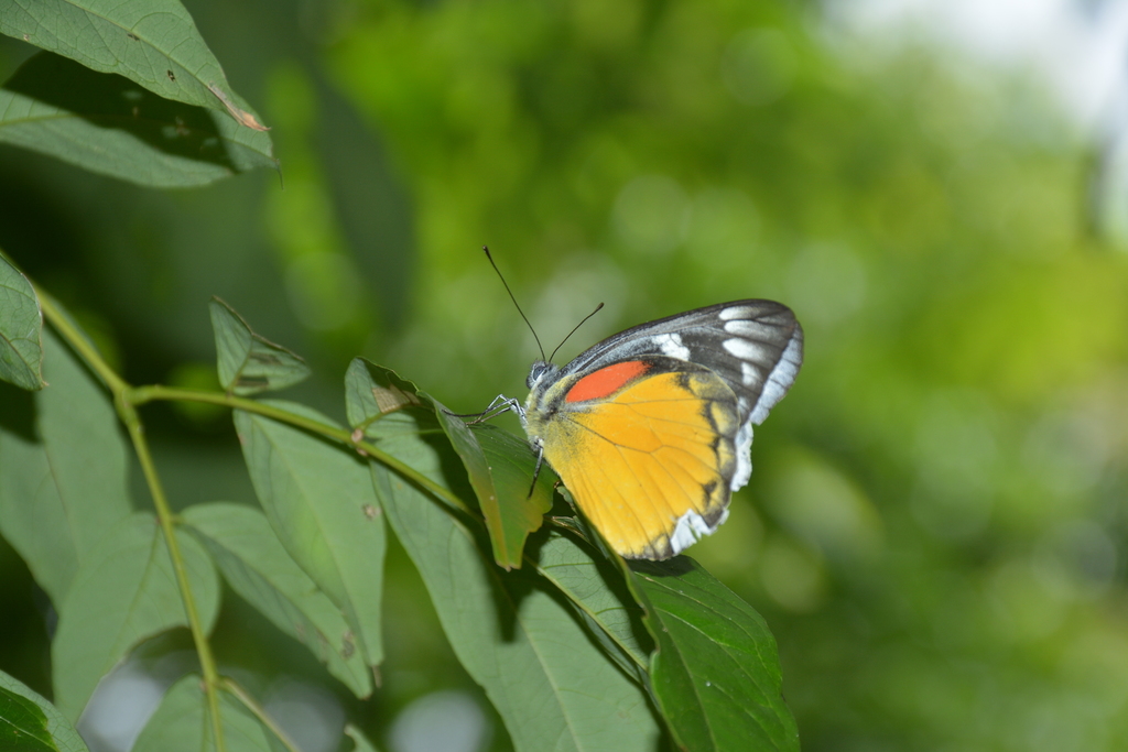 Red-spot Jezebel