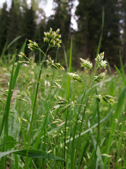 Poa supina