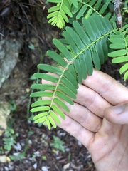Phyllanthus emblica