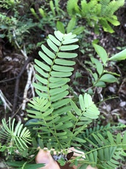 Phyllanthus emblica