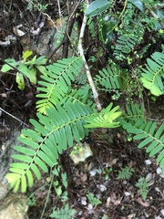 Phyllanthus emblica