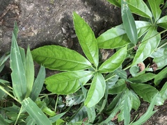 Tetrastigma planicaule