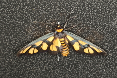 Amata trigonophora
