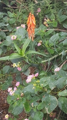 Lantana