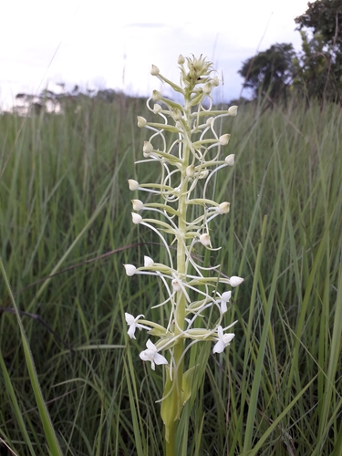 Habenaria zambesina