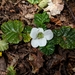 Rubus geoides - Photo (c) Pat Deacon, alguns direitos reservados (CC BY-NC), uploaded by Pat Deacon