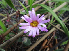 Mairia crenata