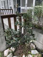 Camellia hengchunensis