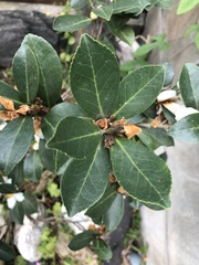 Camellia hengchunensis