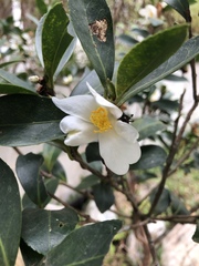 Camellia hengchunensis