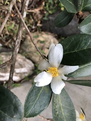 Camellia hengchunensis
