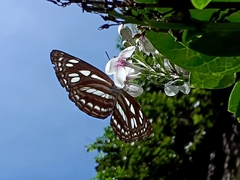 Phaedyma columella singa