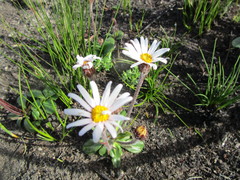 Mairia crenata