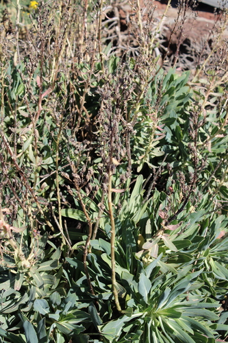 Image of Echium thyrsiflorum by (c) Javier Sánchez Álvarez, some rights reserved (CC BY)