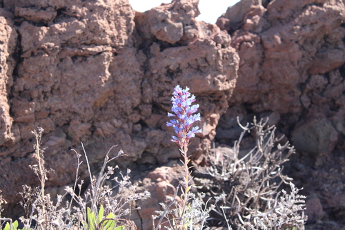 Image of Echium thyrsiflorum by (c) Javier Sánchez Álvarez, some rights reserved (CC BY)