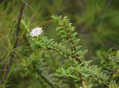 Pimelea gnidia