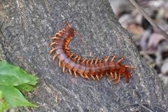 Scolopendra dehaani