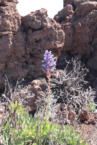 Image of Echium thyrsiflorum by (c) Javier Sánchez Álvarez, some rights reserved (CC BY)