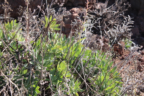 Image of Echium thyrsiflorum by (c) Javier Sánchez Álvarez, some rights reserved (CC BY)