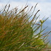 Mouse-tail Bog Sedge - Photo (c) stefan-allgaeu, some rights reserved (CC BY-NC), uploaded by stefan-allgaeu