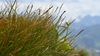 Carex Kobresia Clade 1 - Photo (c) stefan-allgaeu, some rights reserved (CC BY-NC), uploaded by stefan-allgaeu