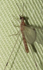 Nemopteridae