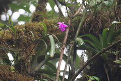 Sobralia amabilis, photograph (c) Rajan Rao, some rights reserved (CC BY)