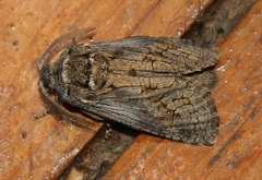 Cossinae