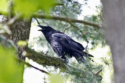 Common Raven photographed in Pennsylvania