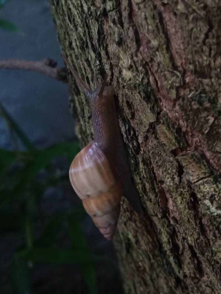 Common Land Snails and Slugs from Altamira, Caracas 1060, Miranda, Venezuela on July 30, 2023 at