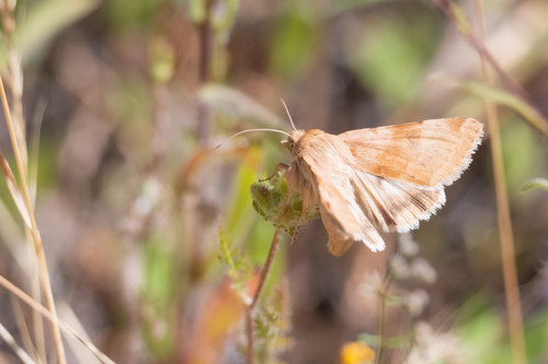Darker-spotted Straw Moth photo 6