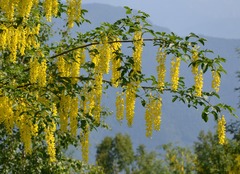 Laburnum