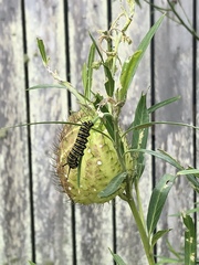 Danaus plexippus