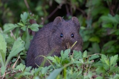 Mount Kilimanjaro Vlei Rat photo 2