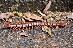 Scolopendra dehaani