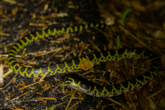 Big-Tooth Snake photo 3