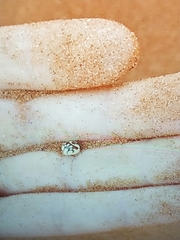 Zophosis fairmairei