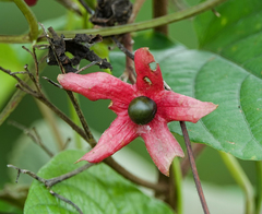 Clerodendrum infortunatum