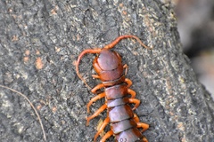 Scolopendra dehaani